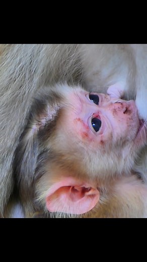 2.3K views · 50 reactions | Adorable Newborn Monkey Exploring with Tiny Steps | Alien TV | Facebook