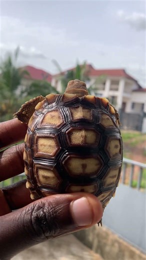 Checking my Baby Sulcata Shell #sulcatatortoise #Pyramiding #pettortoise #tortoise