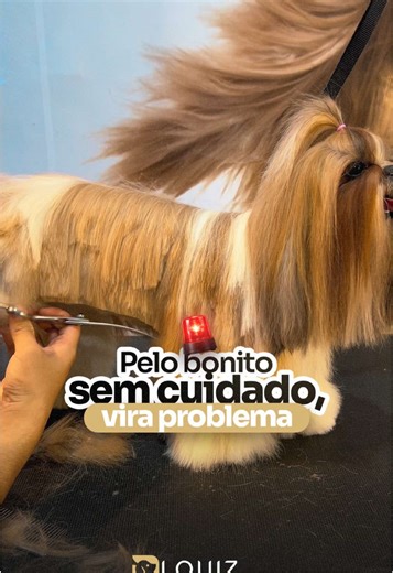 Cuidado com o Pelo Longo da Amora: Dicas Práticas