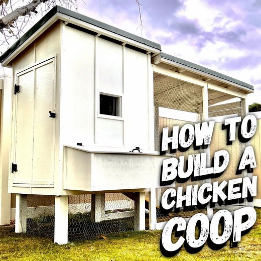 How To Build A Chicken Coop From SCRATCH | BYOT