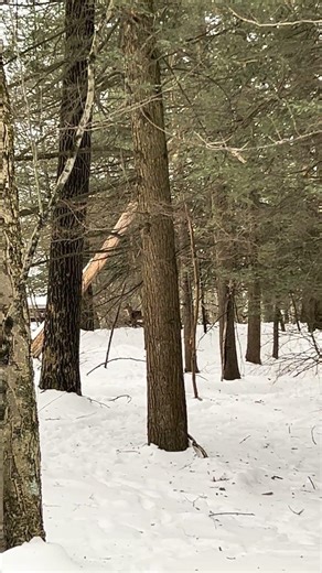 Deer 🦌 in the Woods #wildlife #nature #shorts #viral #winter #snow #animals #deer #outdoors