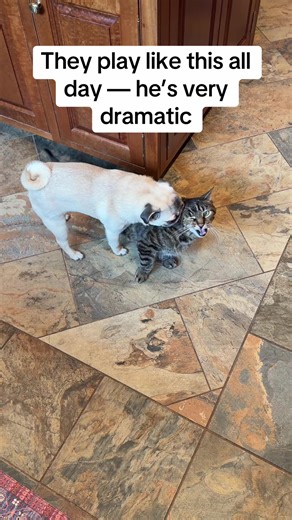 Pug and Cat's Dramatic Playtime