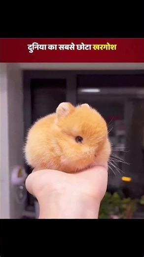 The World’s Smallest Bunny: The Netherlands Dwarf