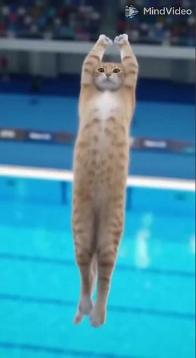 This Cat’s Gymnastics Skills Are INSANE! 🤣🔥 #FunnyCats #CatOlympics #CatJump #CatVideo