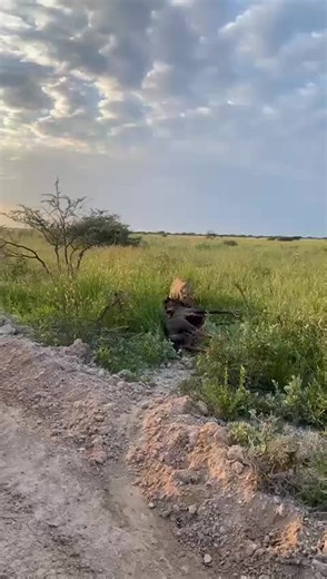Etosha, Namibia #etoshanationalpark #namibiantiktoker🇳🇦 #namibia