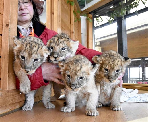 Yamaguchi: Lion Cubs Draw Visitors; Rare Opportunity to Interact with Them Up Close