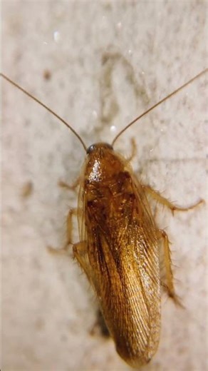 See ONE Roach at Night? 😱 You Might Have HUNDREDS Hiding… #roachcontrol #pestcontrol #homeowners