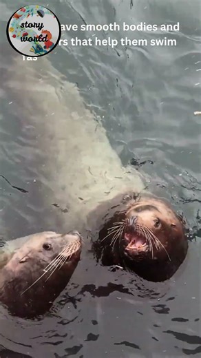 #Animal Series#Seals#Marine animal