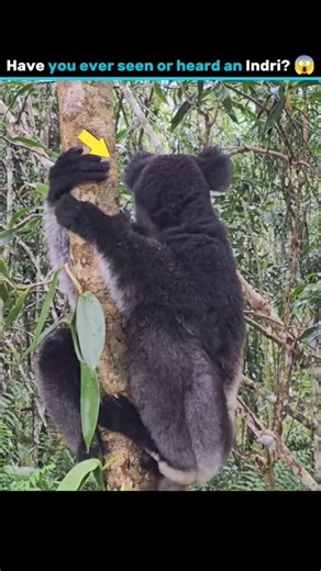 Have you ever seen or heard an Indri?