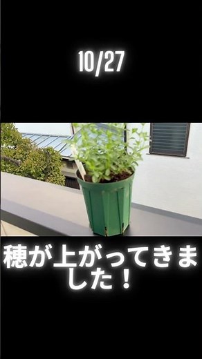 【宿根サルビア 植え付けから開花まで】＃ガーデニング ＃サルビア #宿根草 #家庭菜園太郎 #shorts ＃家庭菜園太郎