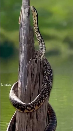 Baby Monkey vs Snake: Will It Survive the Deadly Attack?