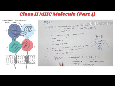 Class II Major Histocompatibility Complex (MHC) Molecules [Part 1]