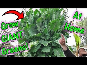 The Secret To Growing GIANT Tree Kale & Tree Collards!!!