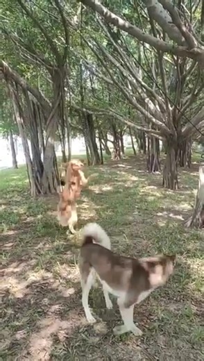 Watch Dog ball rope on Amazon Live