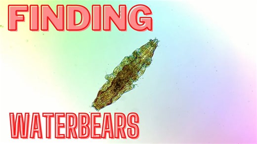 How to Find a Waterbear (Tardigrade) – The Best Method Ever!
