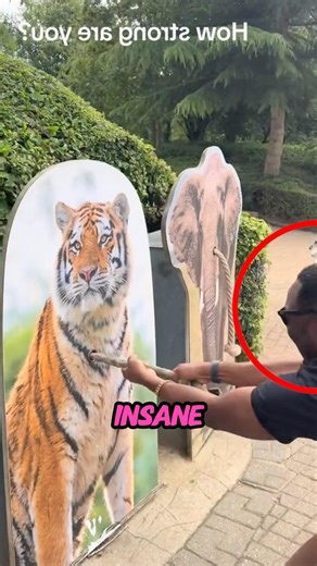 Bodybuilder Thought He Could Beat Any Animal… Until The Tiger Showed Up 🐅