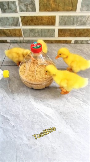 Turn Waste Bottles into Poultry Feeders | Easy DIY Chicken & Duck Feeder #diytools