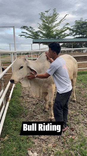 62K views · 738 reactions | Mabait ata yung Bull para sa Rodeo Bull Riding藍 #MasbateRodeoFestival #BullRiding #Masbate #Rodeo Rodeo Festival 2024 - RMI SecretariatRodeo Festival | MAN Farm | Facebook
