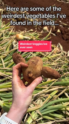 Weirdest Veggies Ever! Uncovering Funky and Unique Vegetables