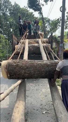 🔥🚛 Amazing! Watch How Huge Logs Are Loaded onto Trucks in Bangladesh! 😱🪵 #shorts #amazing