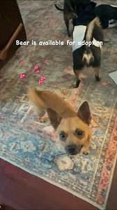 9.5K views · 722 reactions | Bear is a two-year-old chihuahua and...