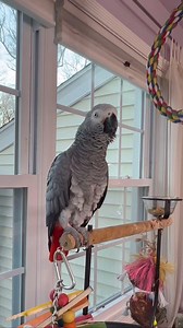 Symon the African Grey Talking Parrot asks Alexa to play music and OMG it worked……🎸🥁🤣 #parrot #parrotsofinstagram #bird #birdsofinstagram #parrots #birds #parakeet #love #california #petsofinstagram #nature | Villagelifeinmountains