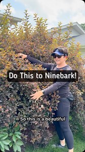 Old Ninebark shrubs can benefit from full rejuvenation pruning, which means in March you can cut every stem down to the ground, and it will regrow new stems from the roots. We would not do this technique to a young nine bar shrub and we don’t do any pruning to shrubs until they’ve been in the ground for three years. I can’t always respond to comments so for those of you that are experienced gardeners, please jump in and help as much as you can. I am a Garden Coach located in the northwest suburb