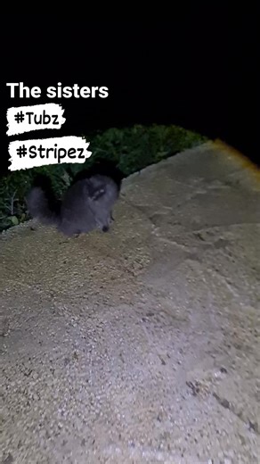 Kati Felvus on Instagram: "The Sisters, Grey long haired Nebelung look a like #Tubz & her sister Grrey and white #Stripez. Meeting me from my walk and playing around in the dark. #ktszoo #catsofcyprus #nebelunglookalike #cypruslife #greycat"