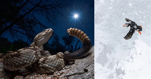 Award-Winning Photos Show the Beauty and Resilience of Wildlife