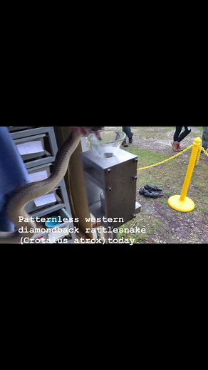 Kentucky Reptile Zoo on Reels