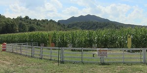 Annual Crab Orchard Museum’s corn maze reopens to praise from visitors