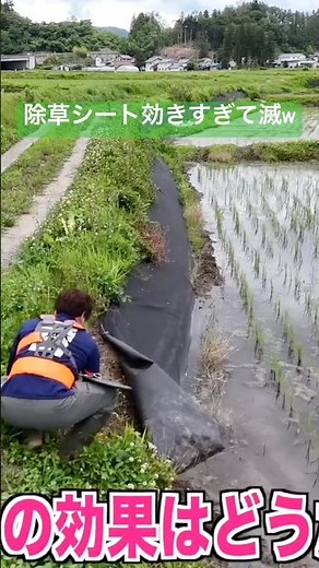 除草シート効きすぎて滅w #草刈り #マキタポールヘッジトリマー #マキタ #除草シート