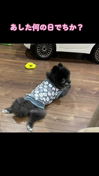 アグリドッグレスキュー譲渡会で保護犬を迎えよう