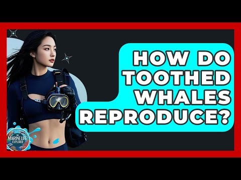 How Do Toothed Whales Reproduce? - The Marine Life Explorer