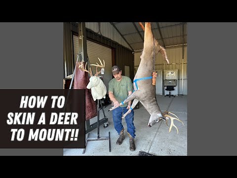 How to Skin a Whitetail Deer to Shoulder Mount!