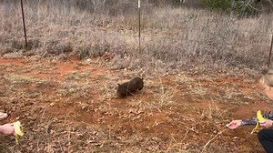 20K views · 1.2K reactions | Although bats are our primary focus, we...