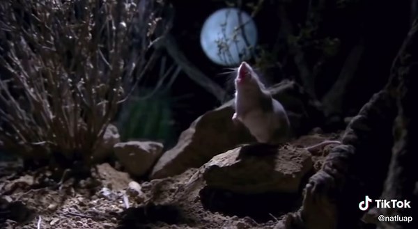 Southern Grasshopper Mouse Howl: Nature's Wild Sounds