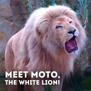 54K views · 9.3K reactions | Meet Moto, A White Lion 女 This is your opportunity to learn about the history and personality of Moto and what makes him so ROARsome! | Hertfordshire Zoo | Facebook