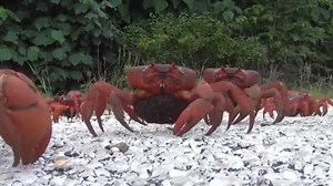 Google covering massive crab migration on Street View