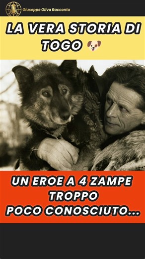 Il CANE TOGO: L'Eroe DIMENTICATO dell'Alaska 🐕❄️ La verità #cane #eroe #alaska