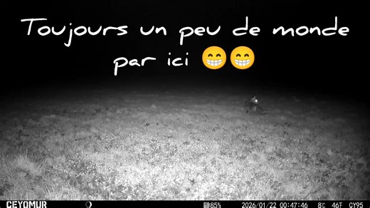 🦌🐇🦡🦊🐗 Nature #observation #sanglier | Seb 22