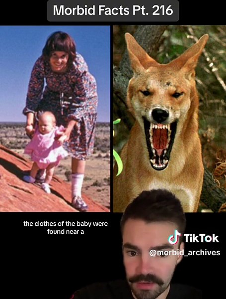 Strange Dingo Behavior Explained: The Morbid Truth