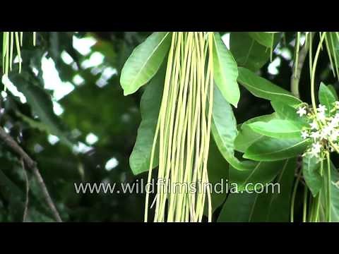 Alstonia macrophylla | Batino | Trees of India