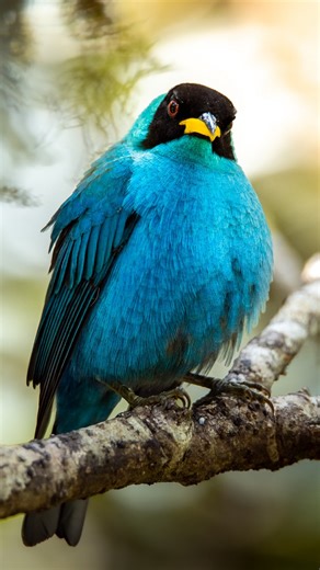 Bio Habitat Hotel on Instagram: "En Colombia conviven casi todos los ecosistemas del planeta, y esa diversidad se refleja en sus aves. 🐦 En los bosques de Bio Hábitat habitan más de 150 especies: colibríes que polinizan, aves que dispersan semillas y otras que mantienen el equilibrio natural. No es solo naturaleza bonita. Es un ecosistema vivo del que también hacemos parte. 🌱 Bio Hábitat Hotel — Feel Human · Be Human."