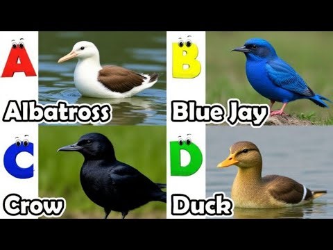 Birds Alphabet Song | ABC Safari Animals 18TH2869 | Nursery Rhyme for Kids | FT Kids Show