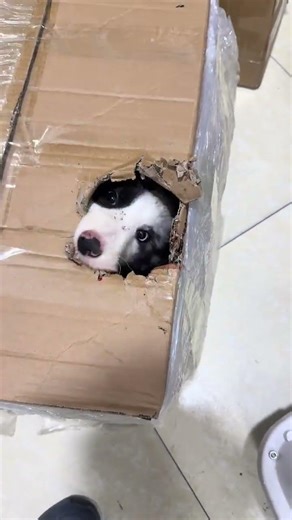 How to Properly Bathe Your Border Collie Dog - Prevent Malnutrition