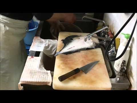 Fugu Fish is cleaned by licensed Japanese chef No 1