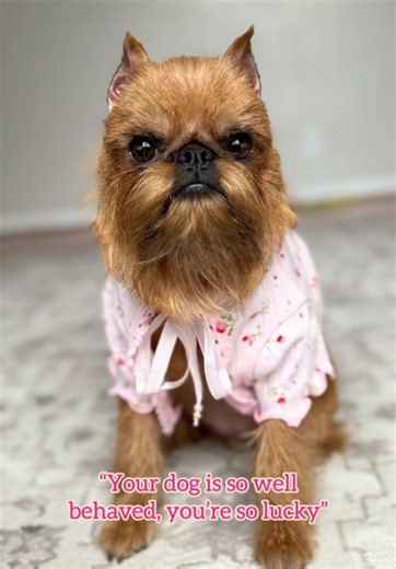 Dog Training Success: Three Years of Dedication