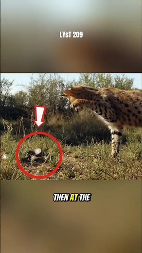 Lynx vs. Snake on the Grasslands. #lynx #snake #animals