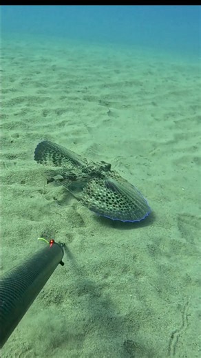 Finalmente il mare resta a chi lo vuole davvero! . #apnea #freediving #pescasub #spearfishing #pescainapnea #sealife #underwater | Filippo Carletti
